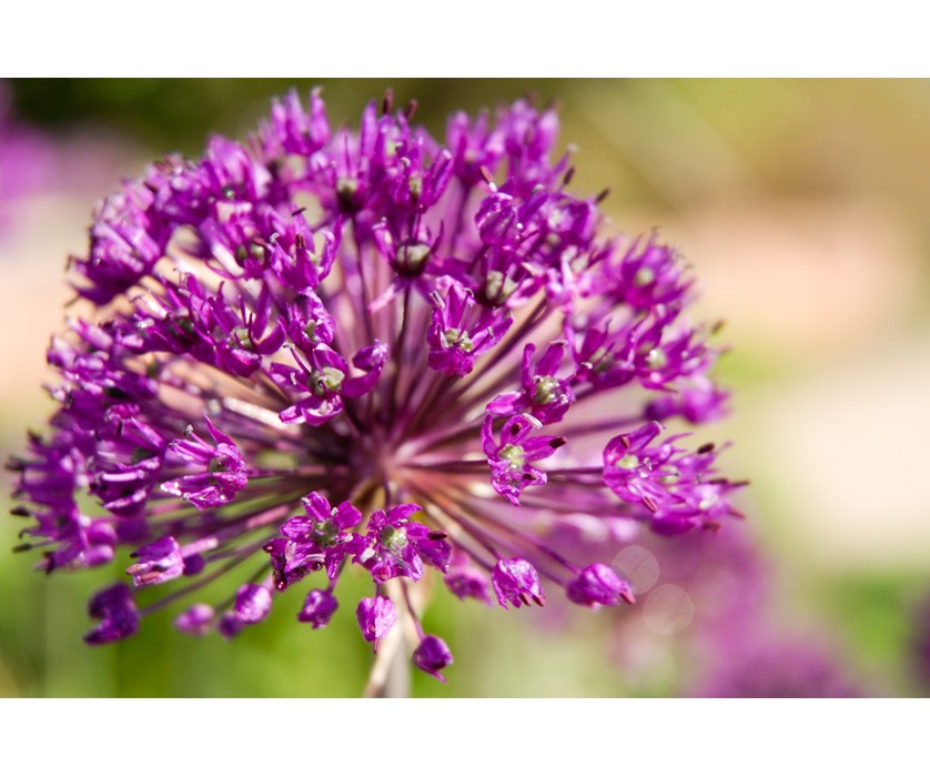 Purple Sensation Allium